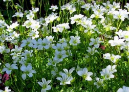 Saxifraga arendsii White / Kőtörőfű fehér